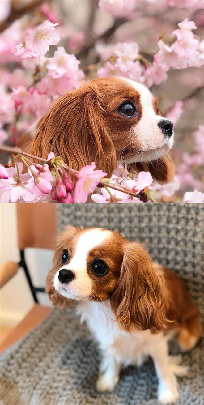 一只颜值爆表的骑士查理王猎犬,可爱炸了! zt