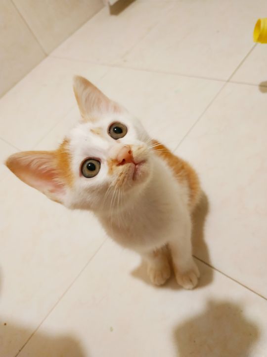 猫咪傻傻的眼神zt